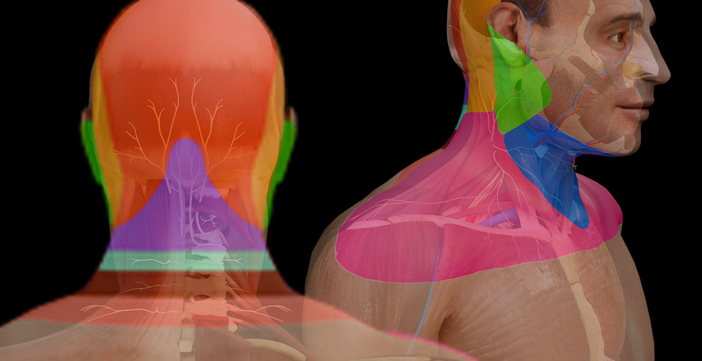 Surface Anatomy:\nInnervation:\nTriangles of Neck 